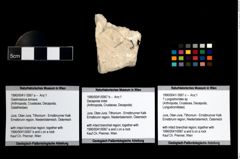 Foto (Objekt + Etikett) von ? Longodromites sp.  (NHMW-GEO-1990-0041-0067c)